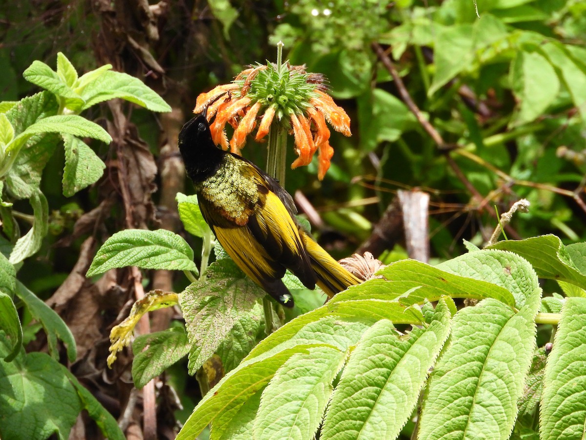 Golden-winged Sunbird - ML646109421