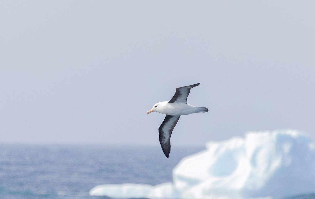 Black-browed Albatross - ML646109429