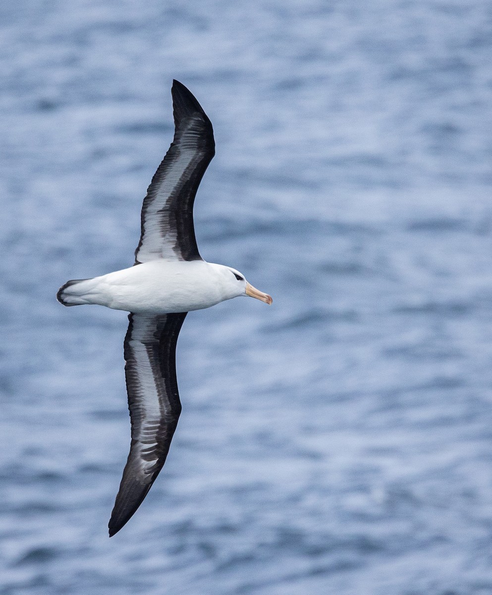 Black-browed Albatross - ML646109430