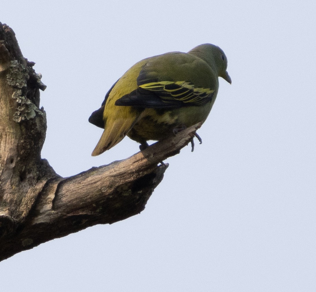 Gray-fronted Green-Pigeon - ML646109431