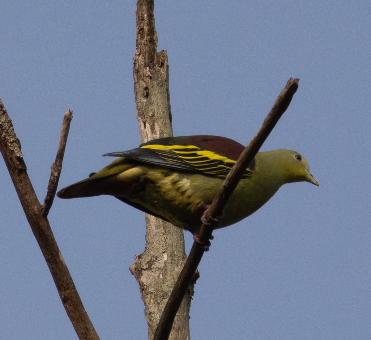 Gray-fronted Green-Pigeon - ML646109439
