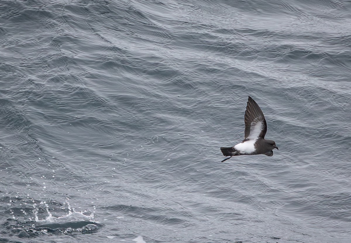 Black-bellied Storm-Petrel - ML646109440