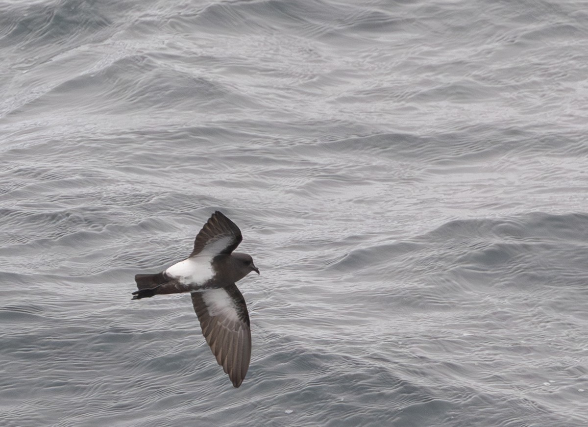 Black-bellied Storm-Petrel - ML646109442