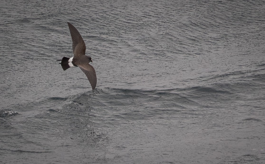Black-bellied Storm-Petrel - ML646109443
