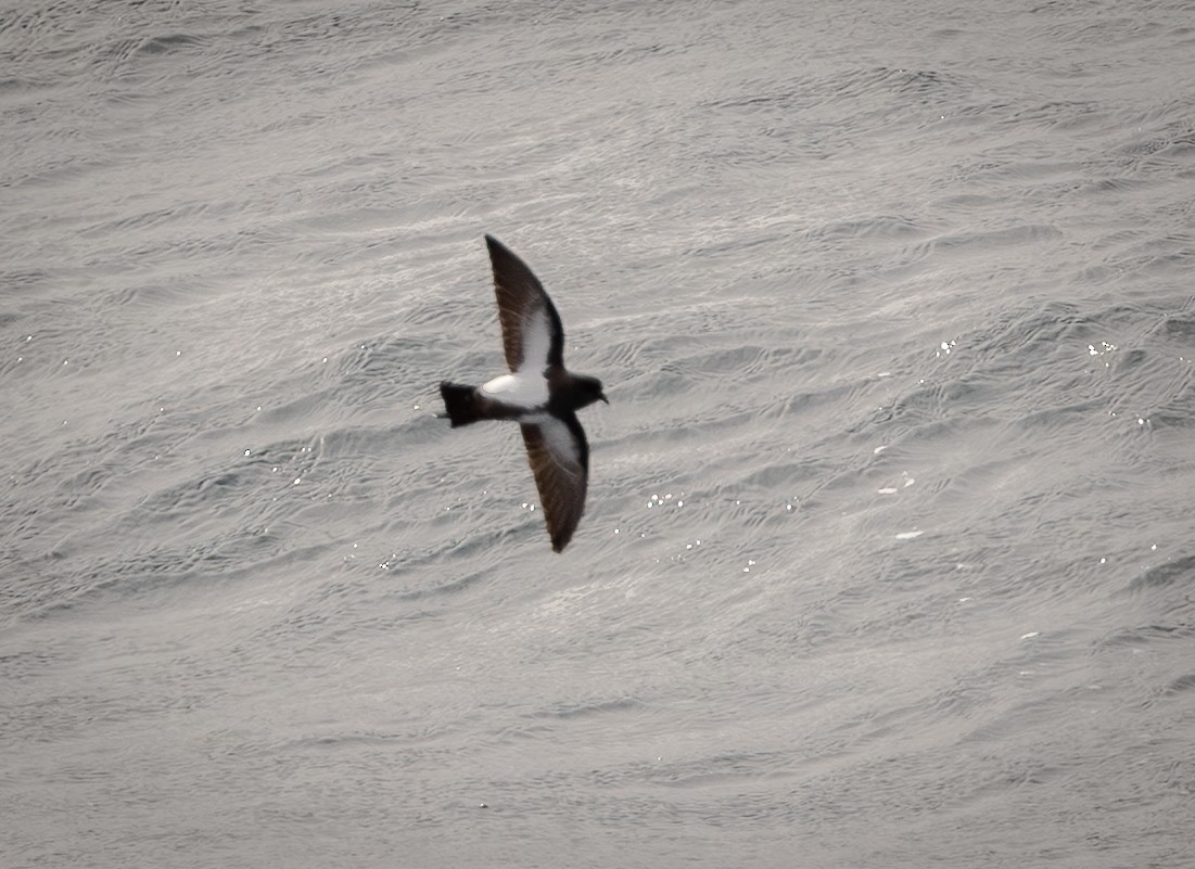 Black-bellied Storm-Petrel - ML646109444