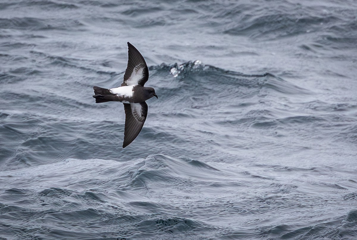 Black-bellied Storm-Petrel - ML646109445