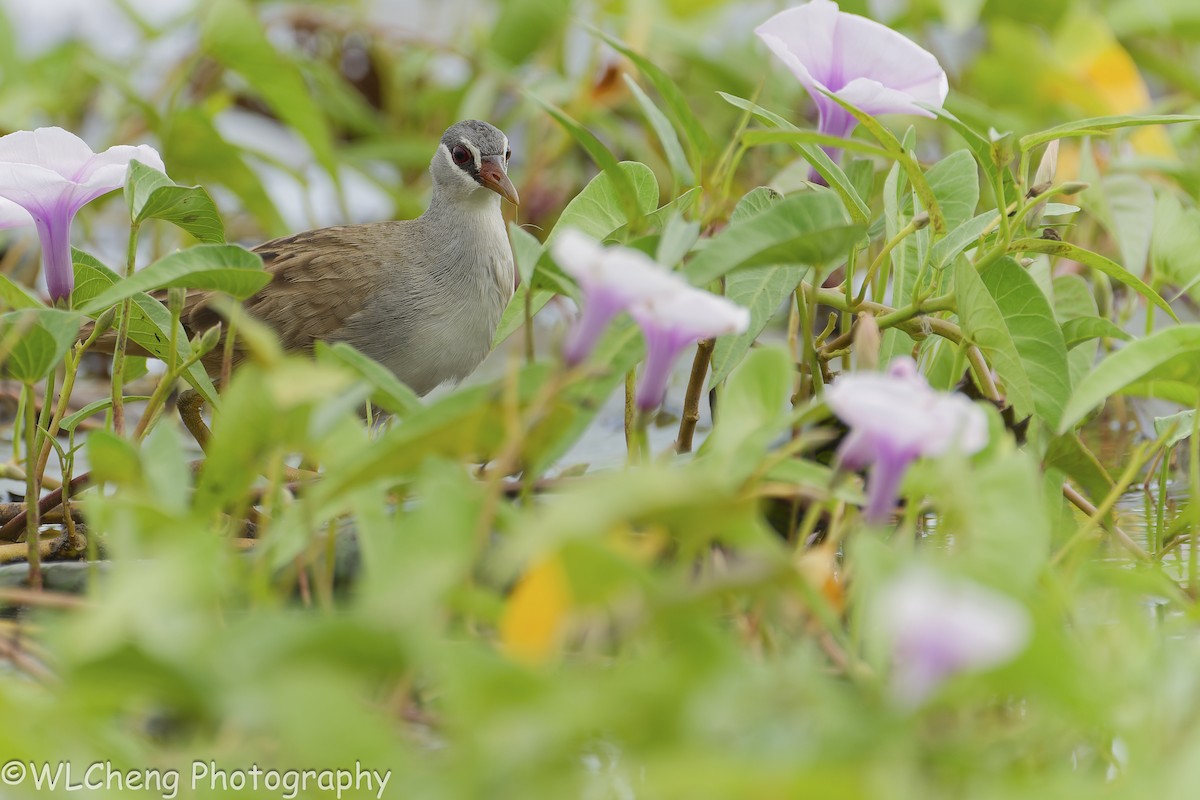 Polluela Cejiblanca - ML646109453