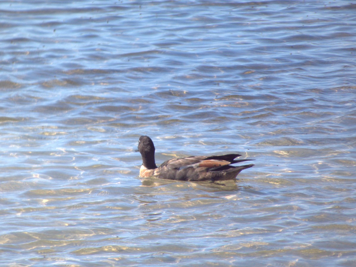 Casarca australiana - ML646109455