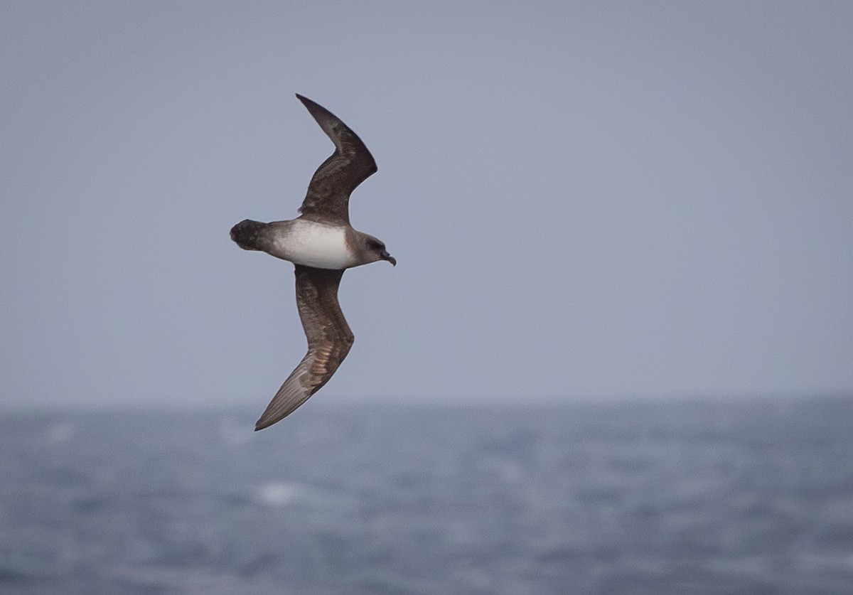 Atlantic Petrel - ML646109458