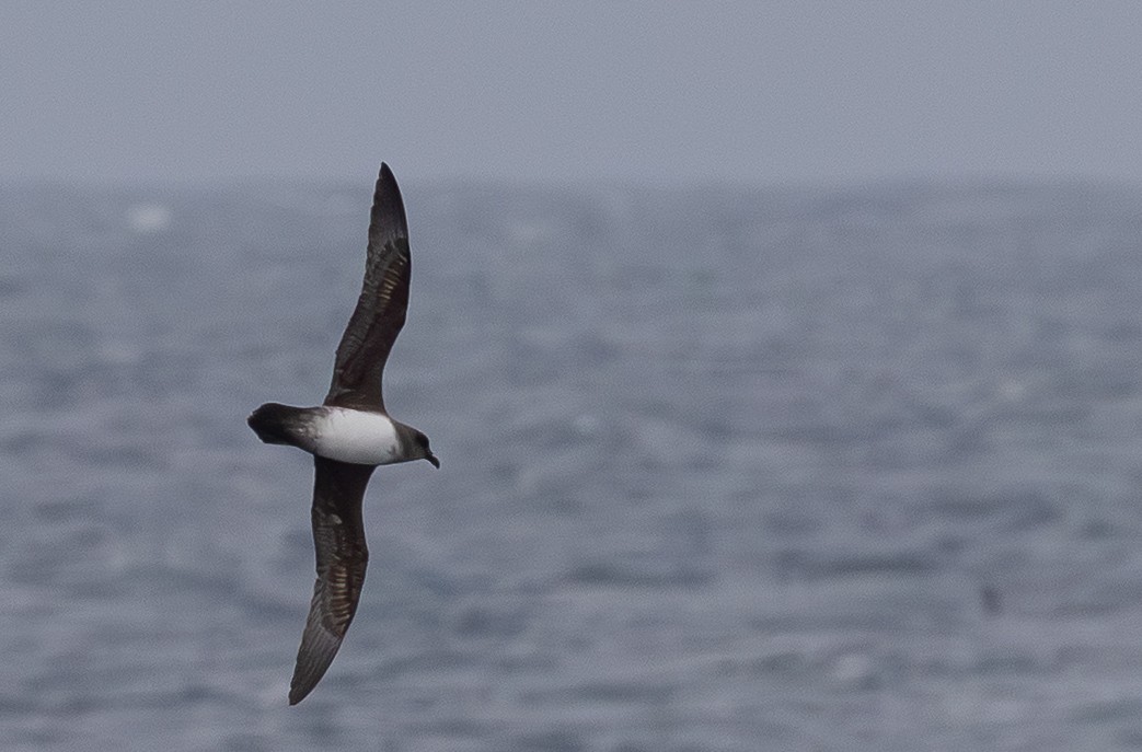 Atlantic Petrel - ML646109459