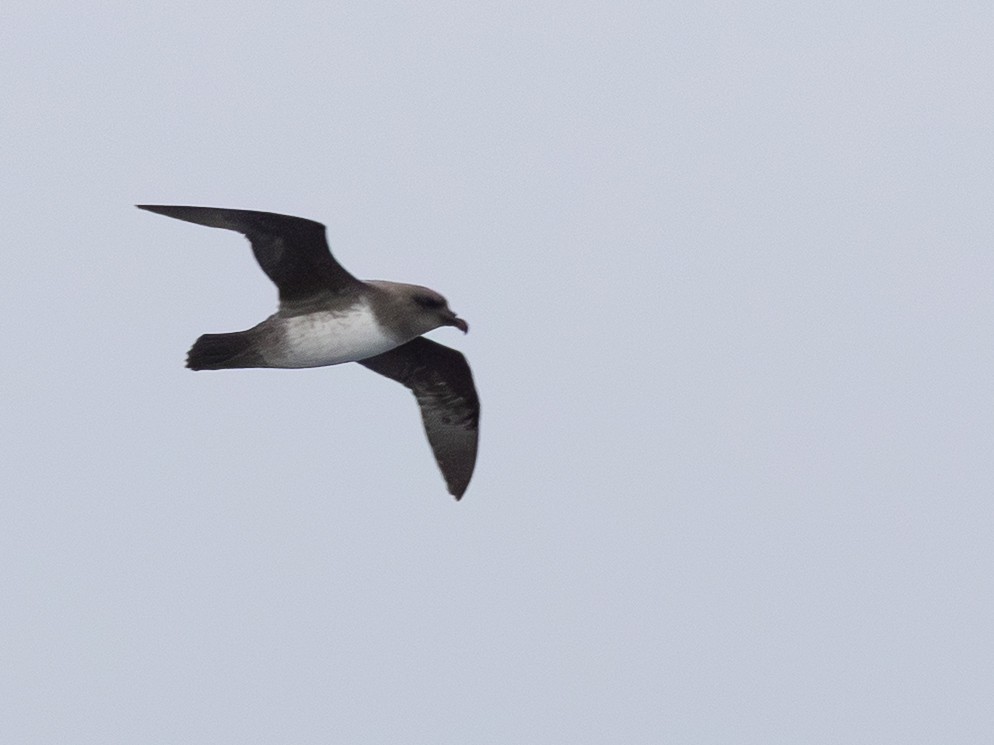 Atlantic Petrel - ML646109460