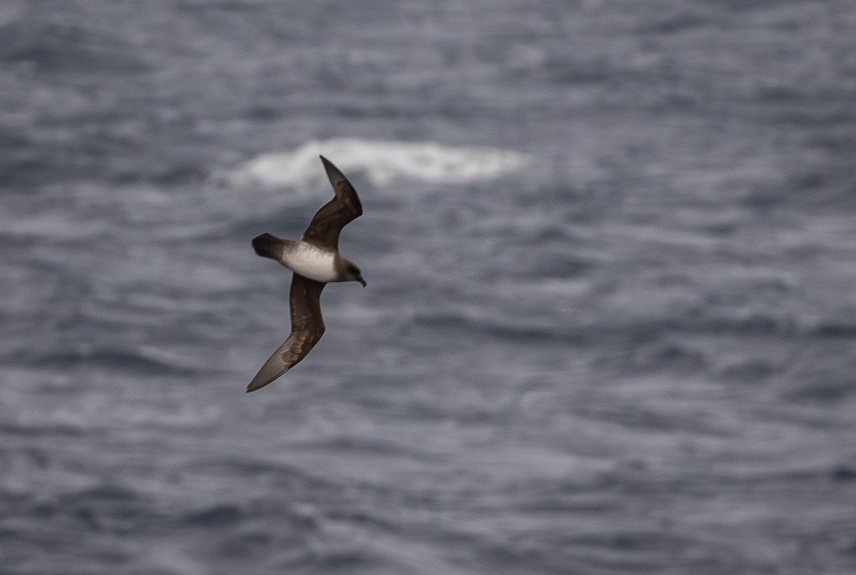 Atlantic Petrel - ML646109461
