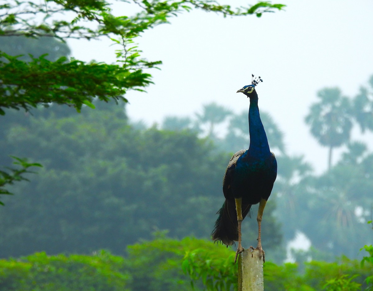 Indian Peafowl - ML646109463