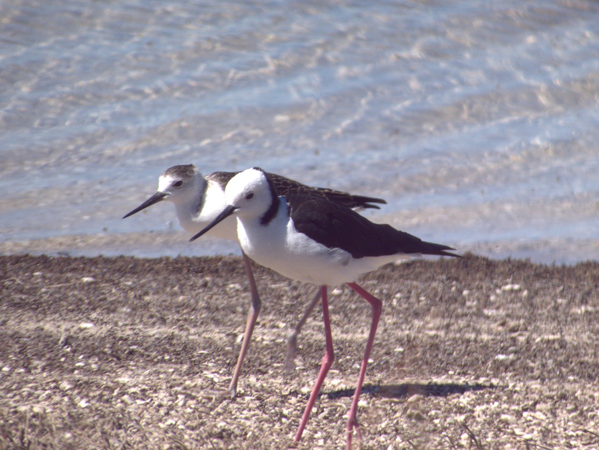 Pied Stilt - ML646109466