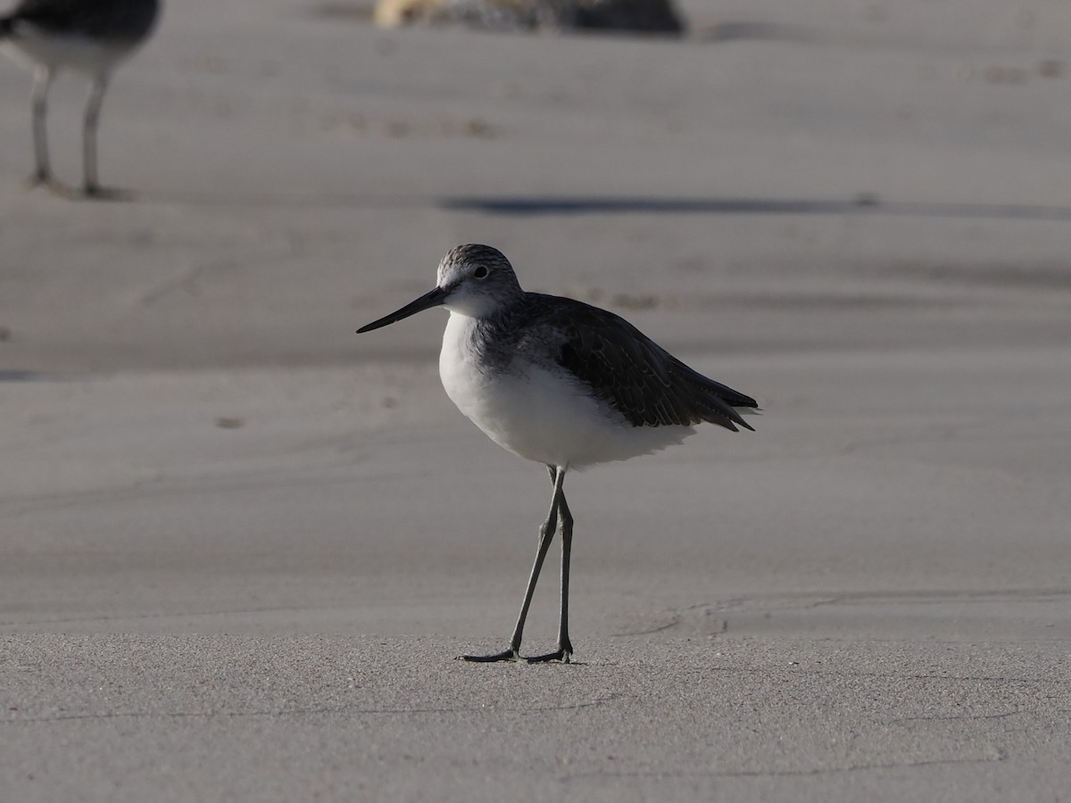Common Greenshank - ML646109468