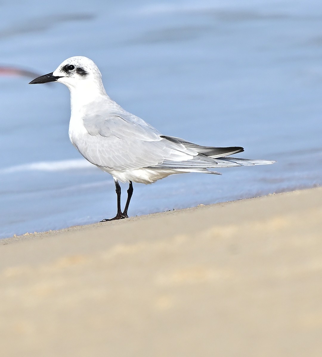 Gull-billed Tern - ML646109469