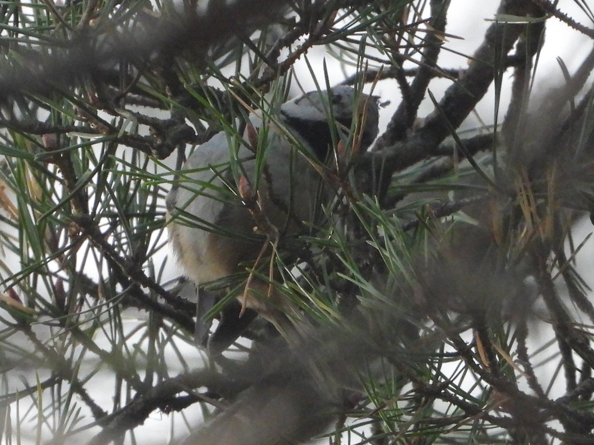 Crested Tit - ML646109470