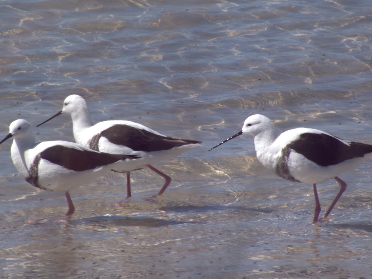 Banded Stilt - ML646109471