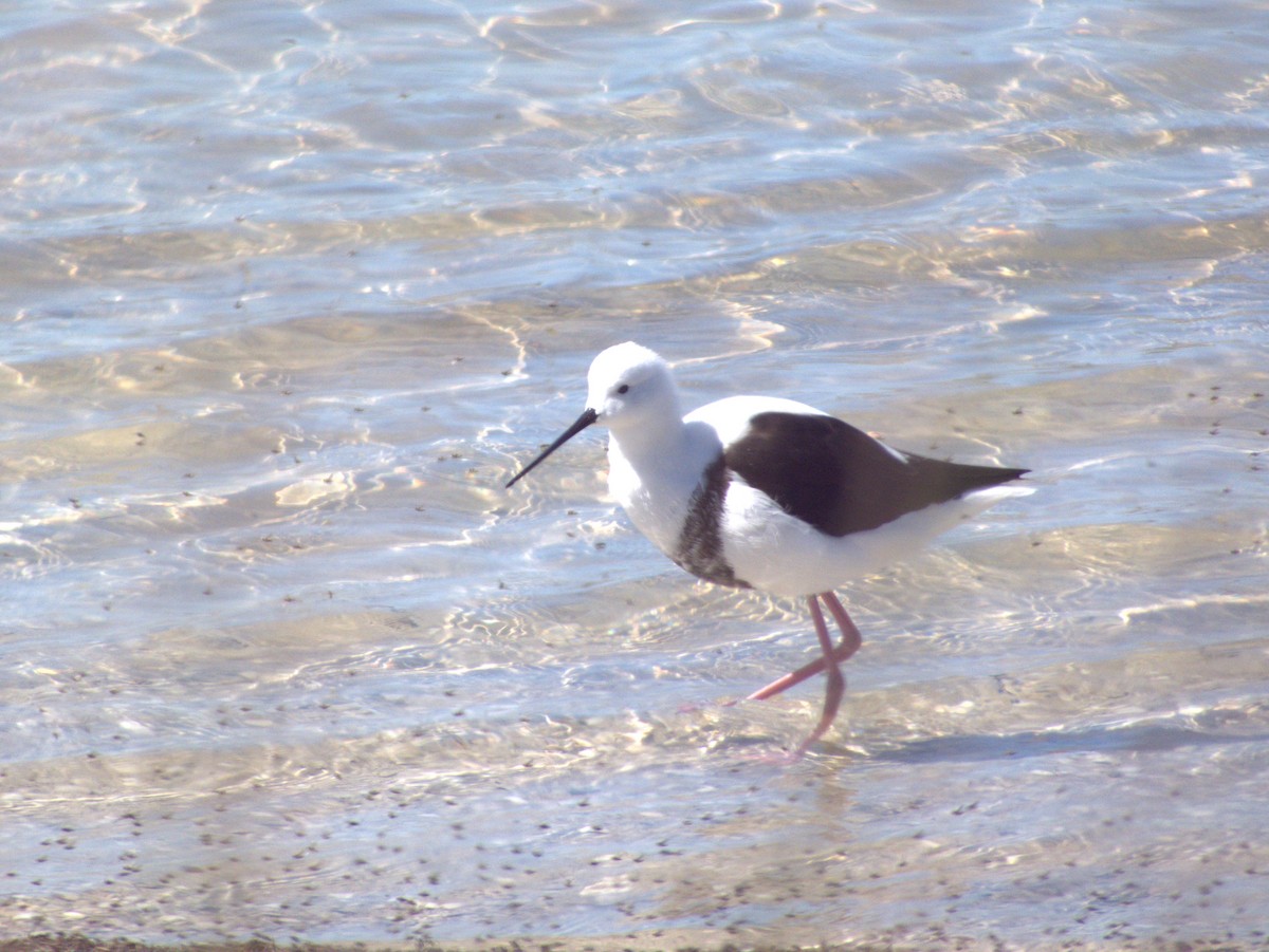 Banded Stilt - ML646109472