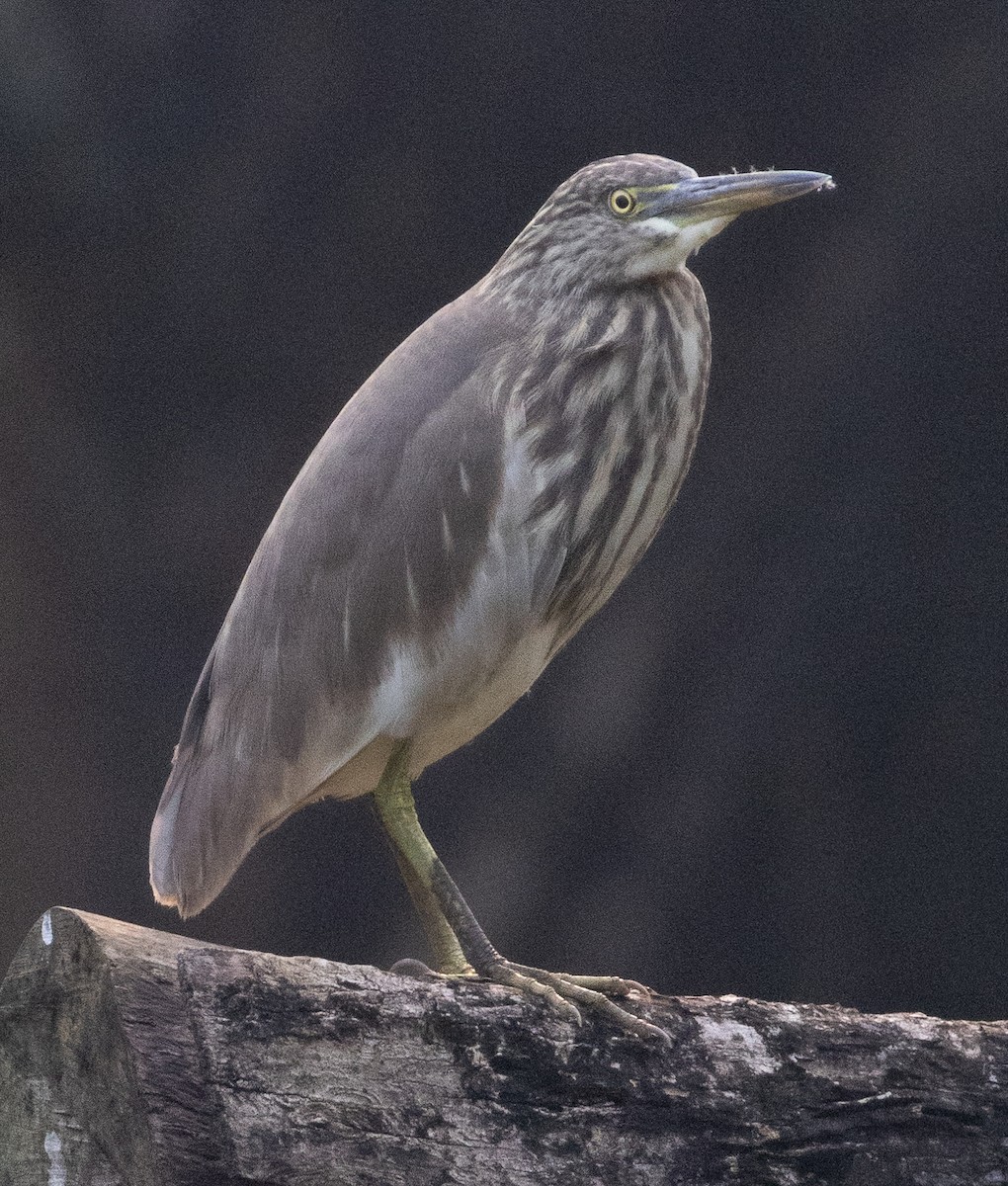 Indian Pond-Heron - ML646109473