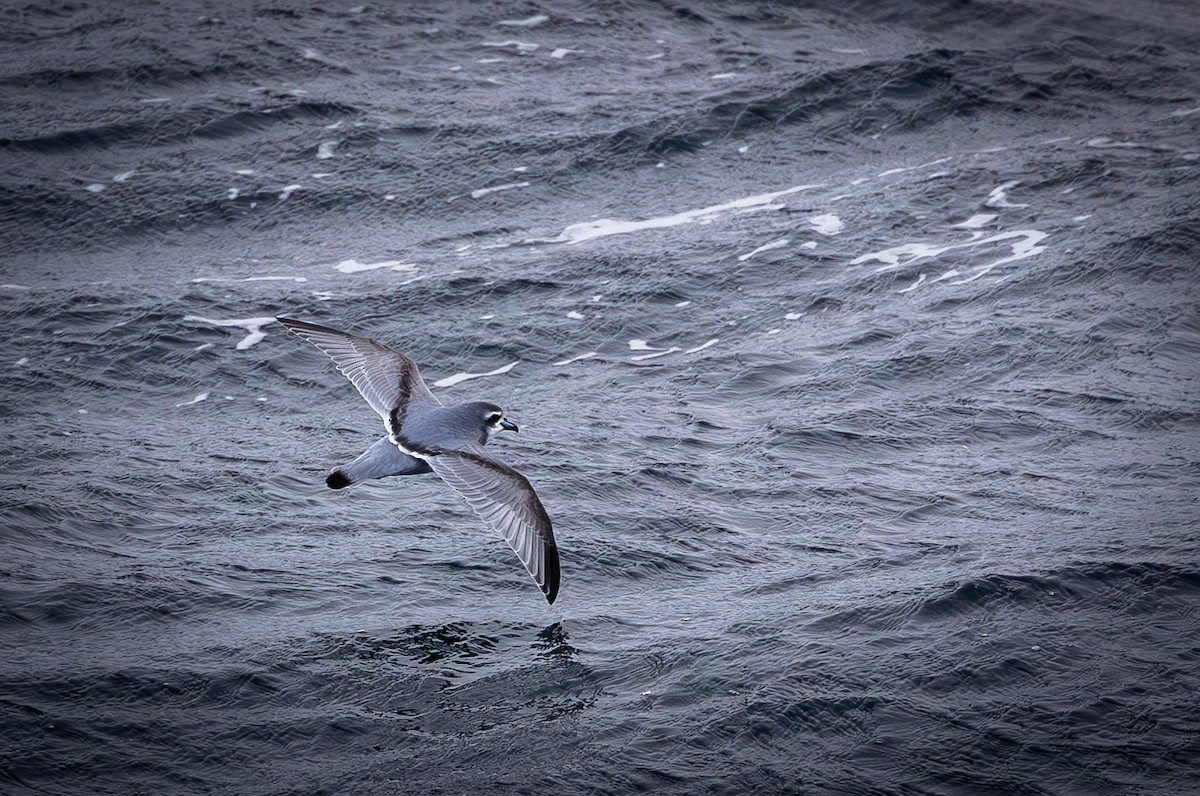 Antarctic Prion - ML646109474