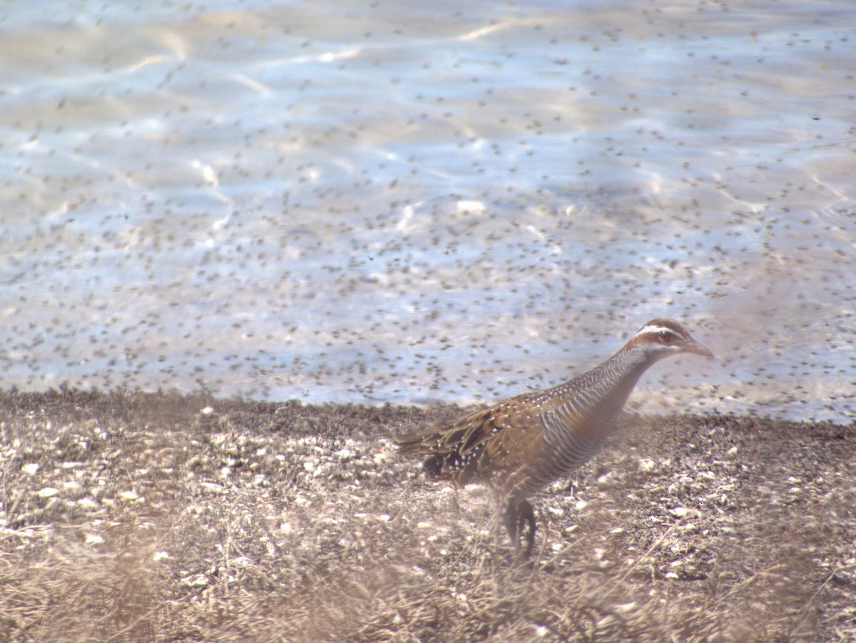 Buff-banded Rail - ML646109475