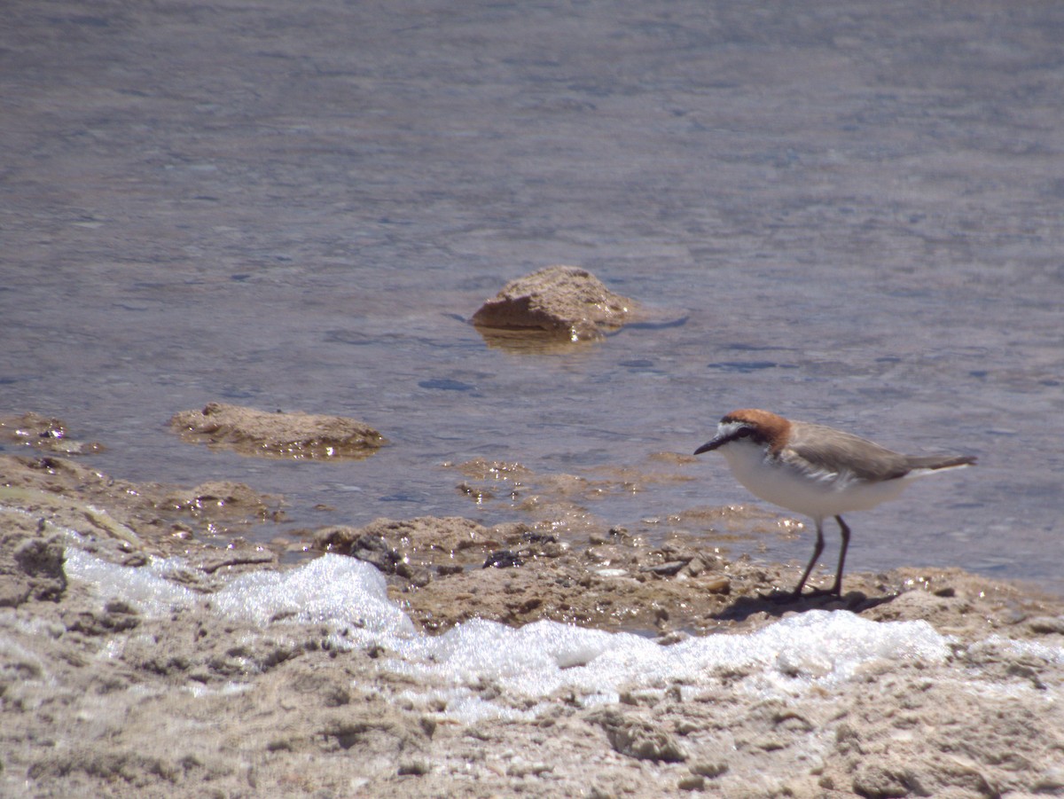 Red-capped Plover - ML646109476