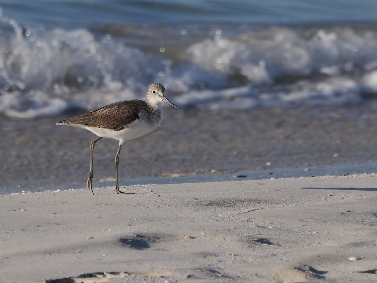 Common Greenshank - ML646109478