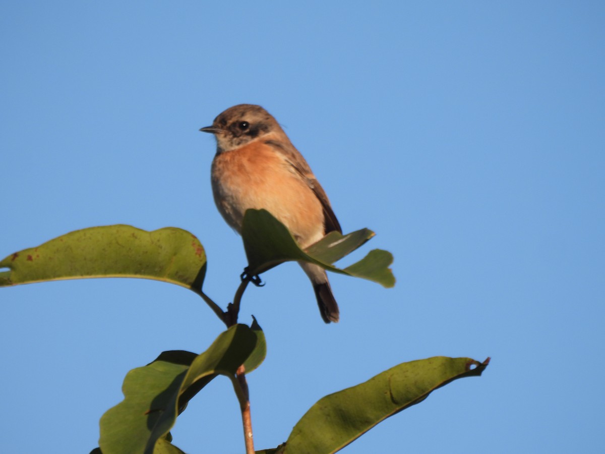 Siberian Stonechat - ML646109479
