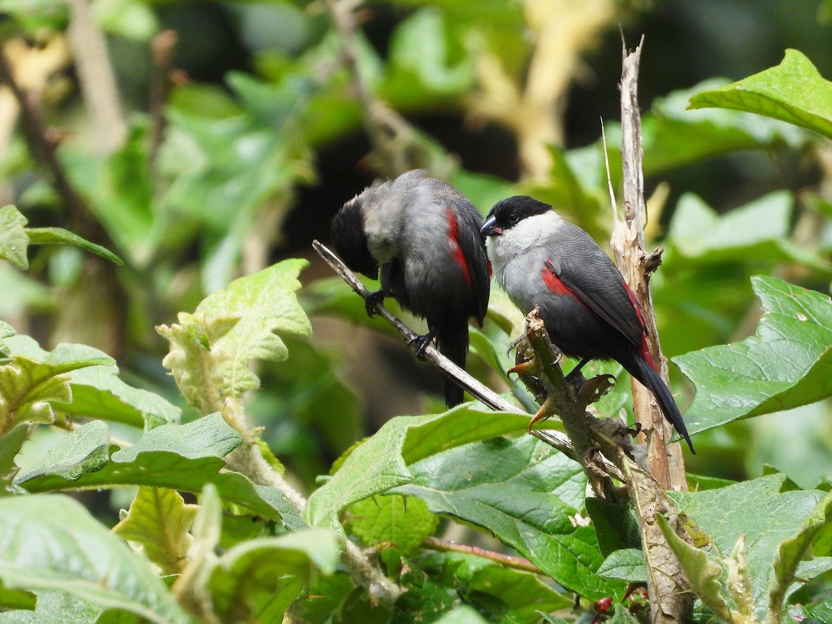 Kandt's Waxbill - ML646109483