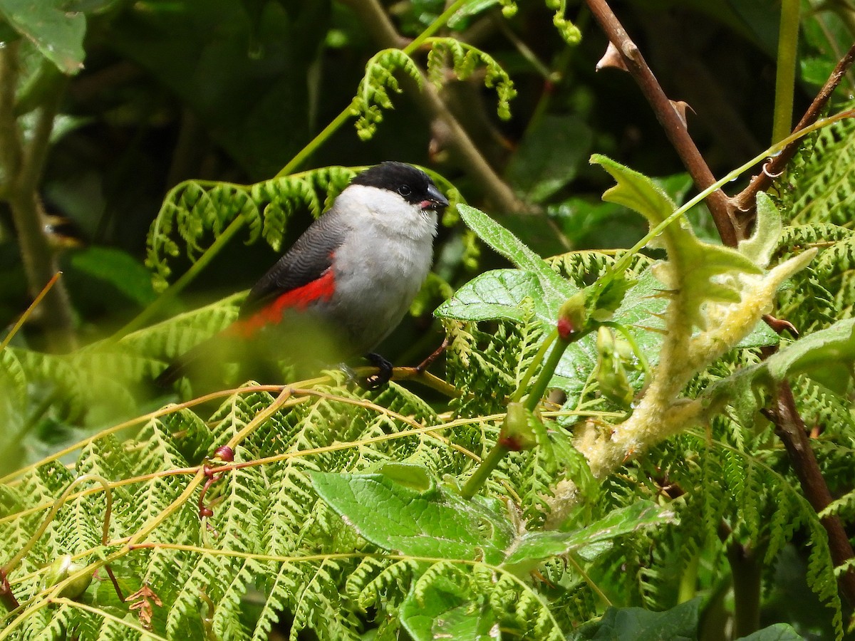 Kandt's Waxbill - ML646109485