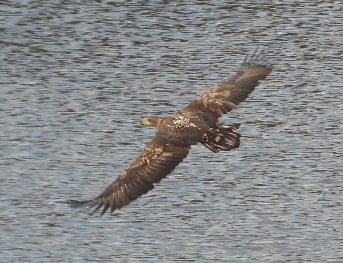 White-tailed Eagle - ML646109486