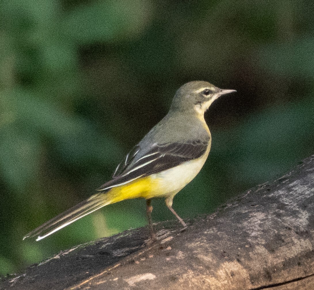 Gray Wagtail - ML646109487