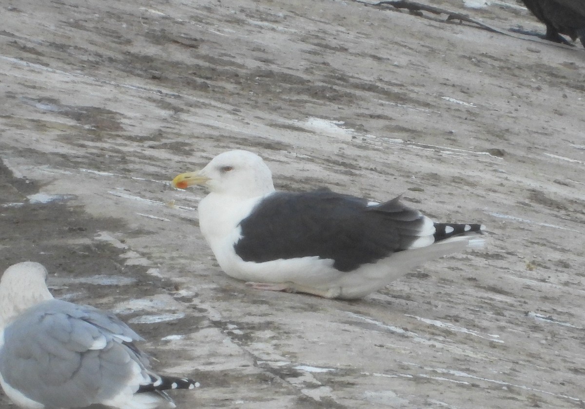 Great Black-backed Gull - ML646109489