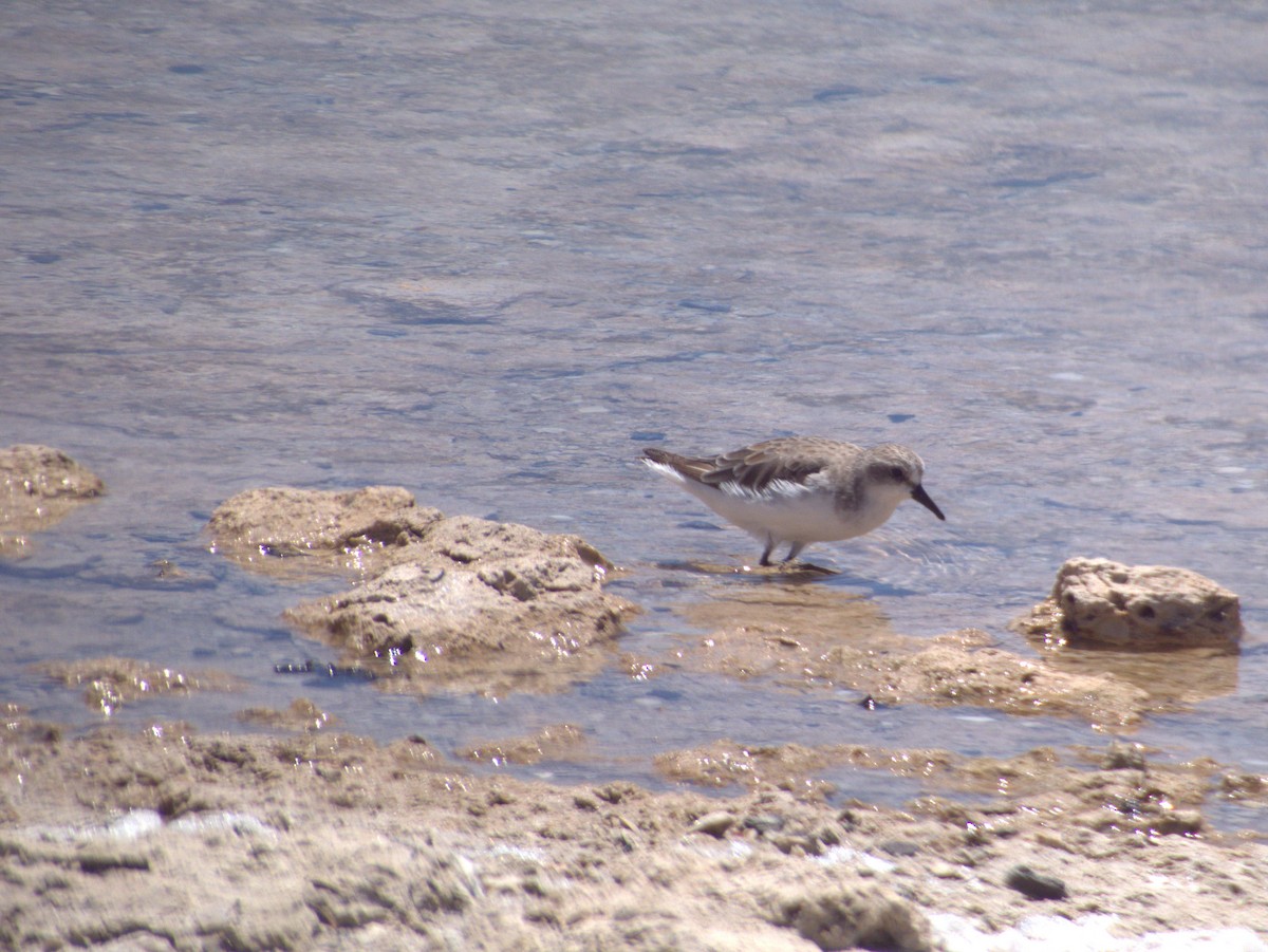 Red-necked Stint - ML646109490