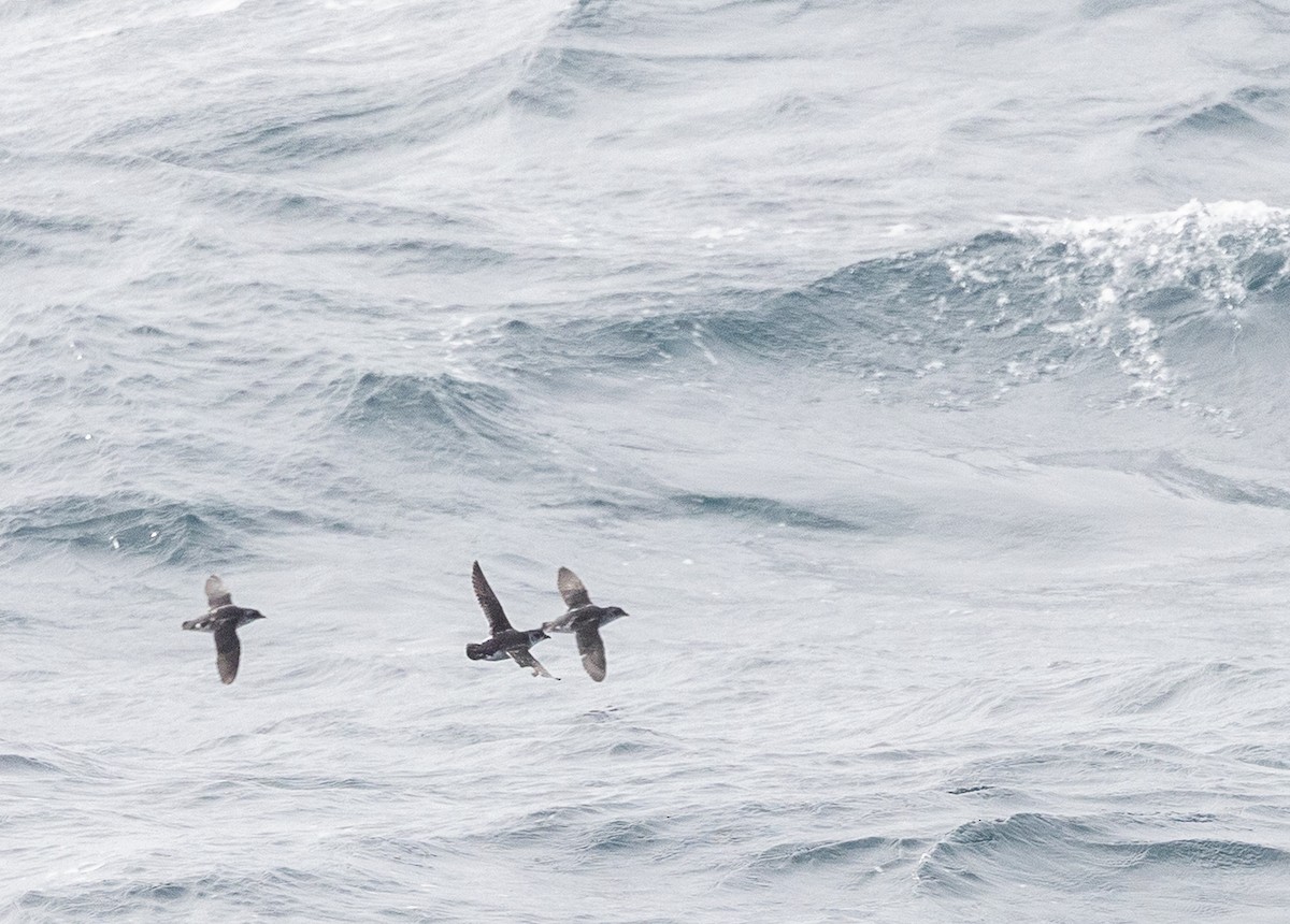 Great Shearwater - ML646109491