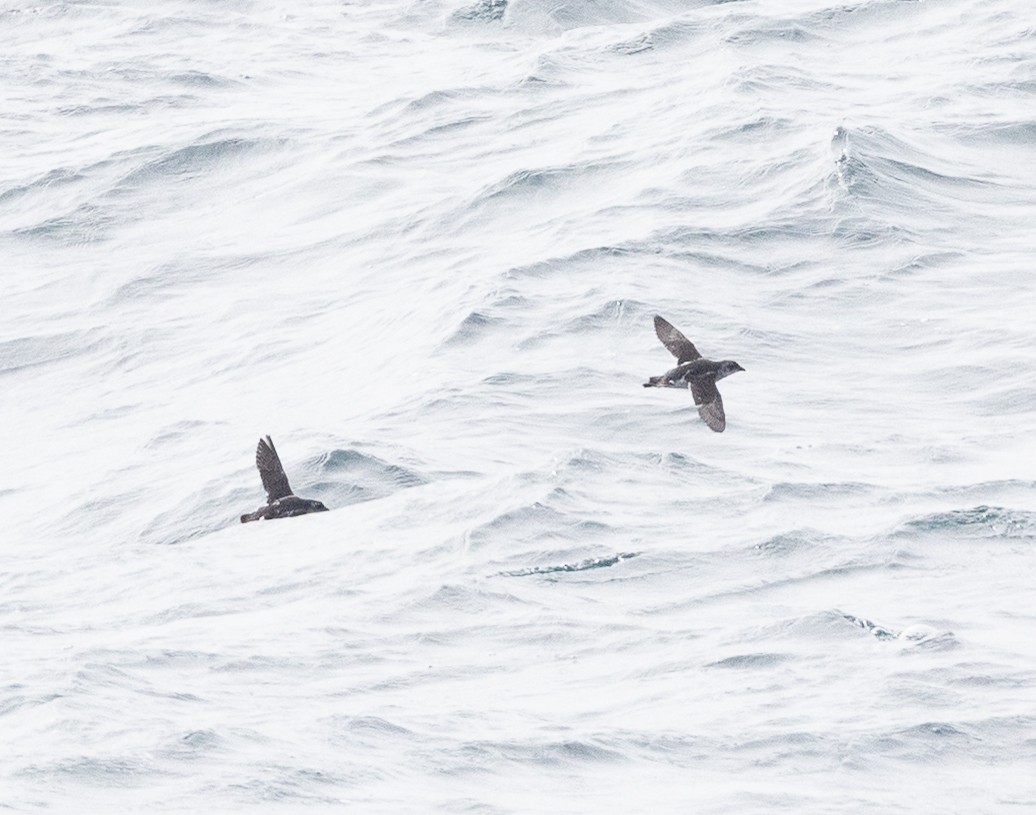 Great Shearwater - ML646109492