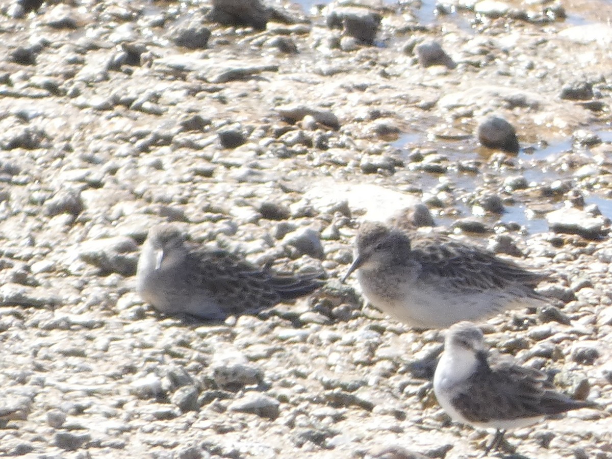 Sharp-tailed Sandpiper - ML646109493