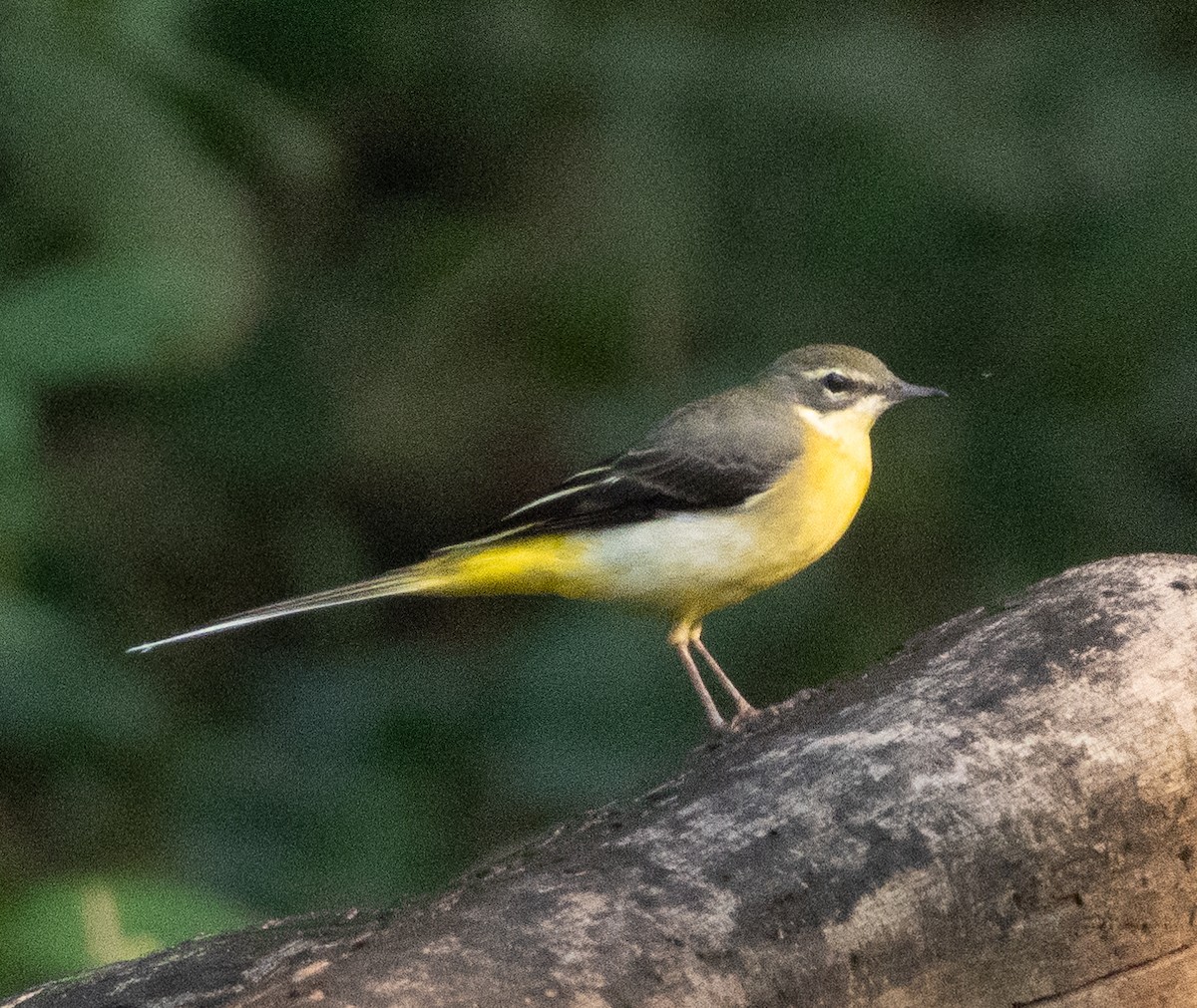 Gray Wagtail - ML646109494