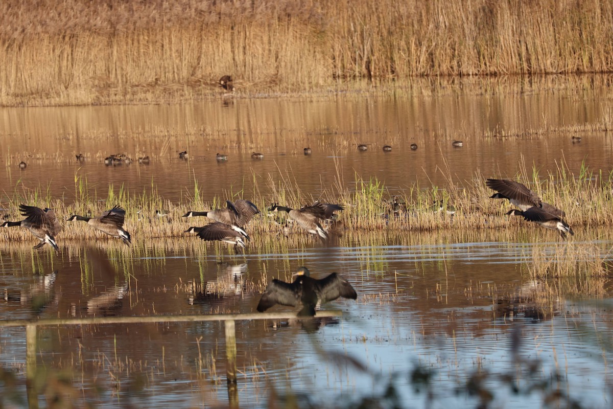 Canada Goose - ML646109495