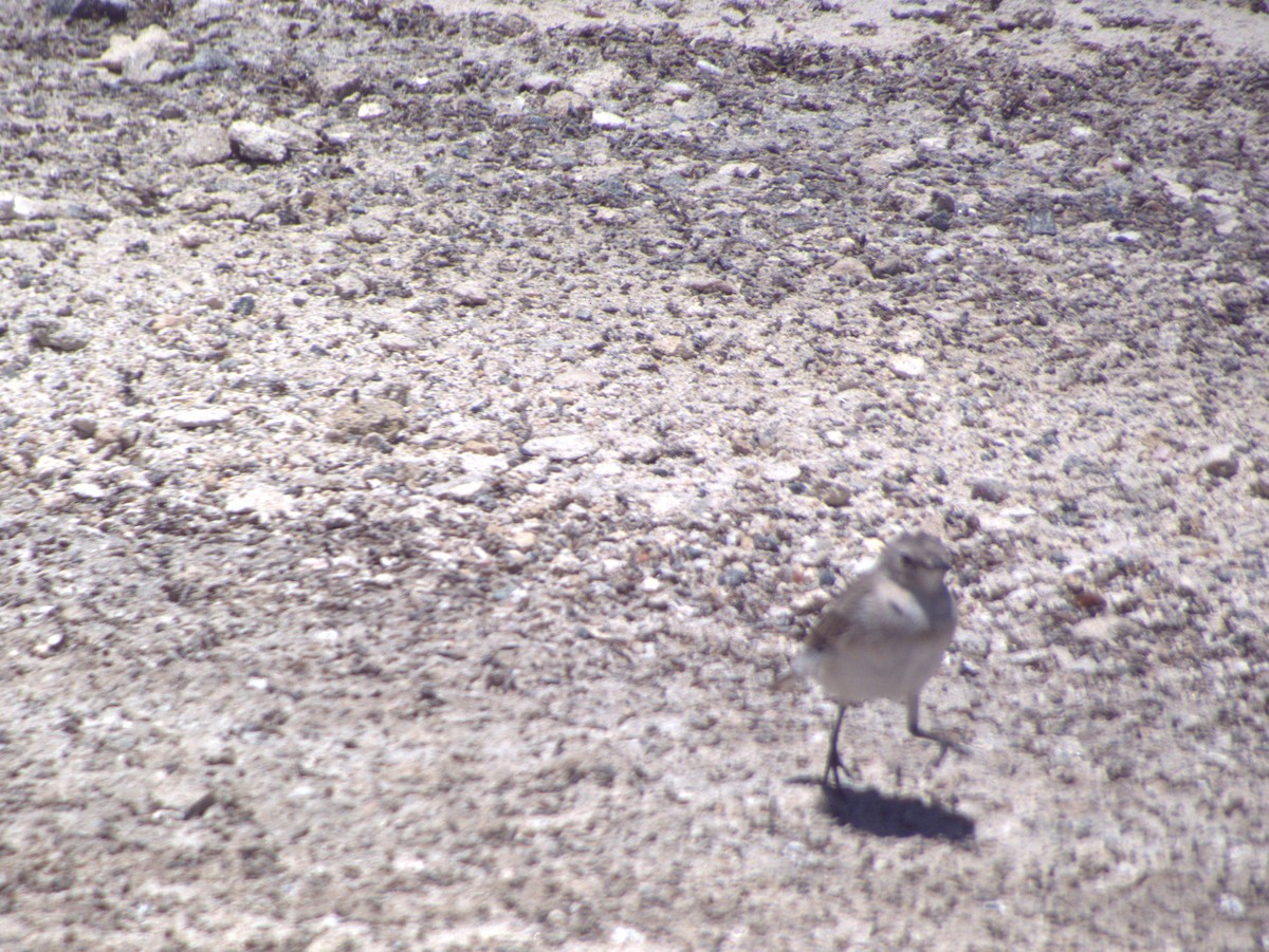 Eptianuro Pío - ML646109498