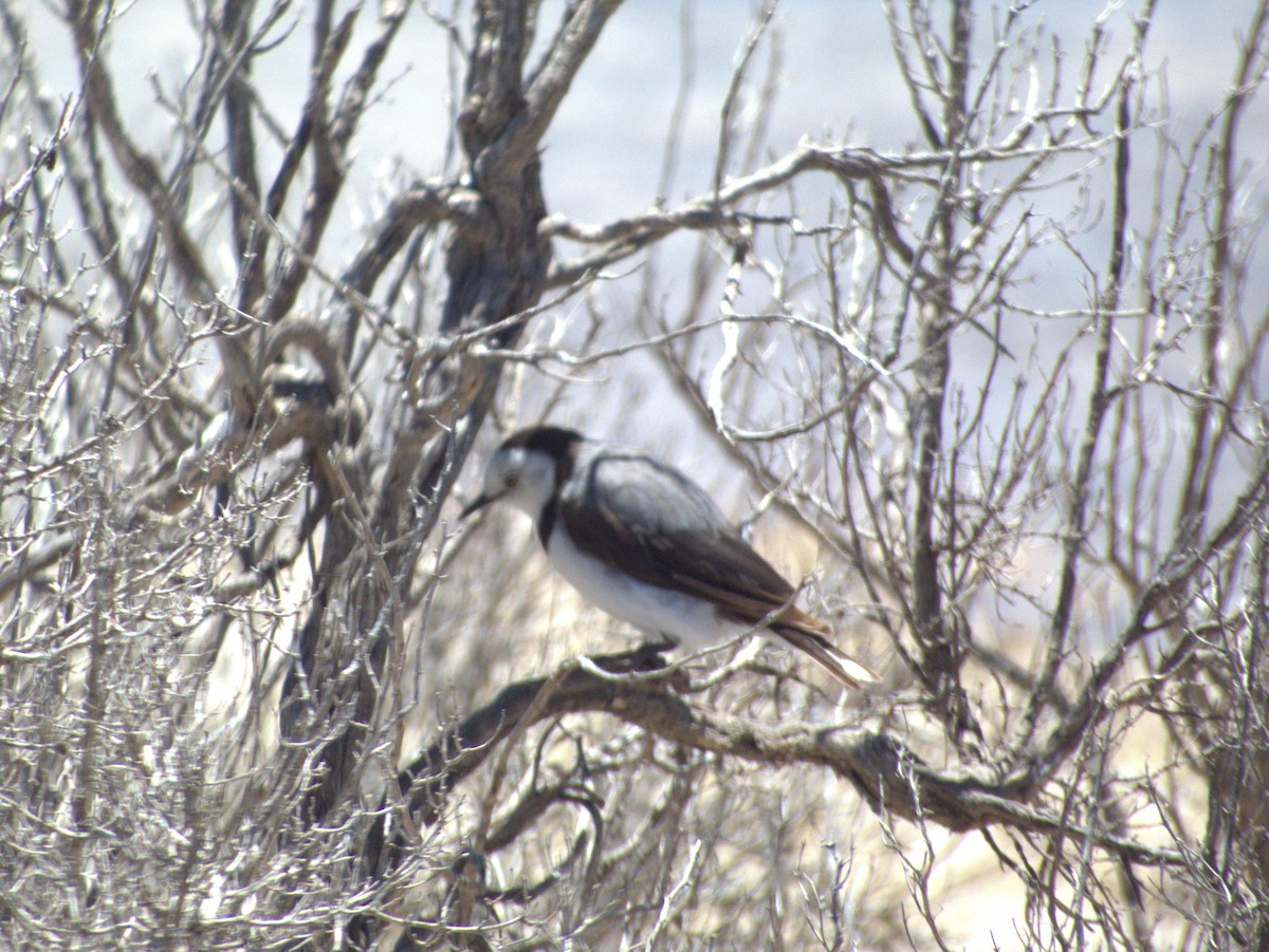 Eptianuro Pío - ML646109499