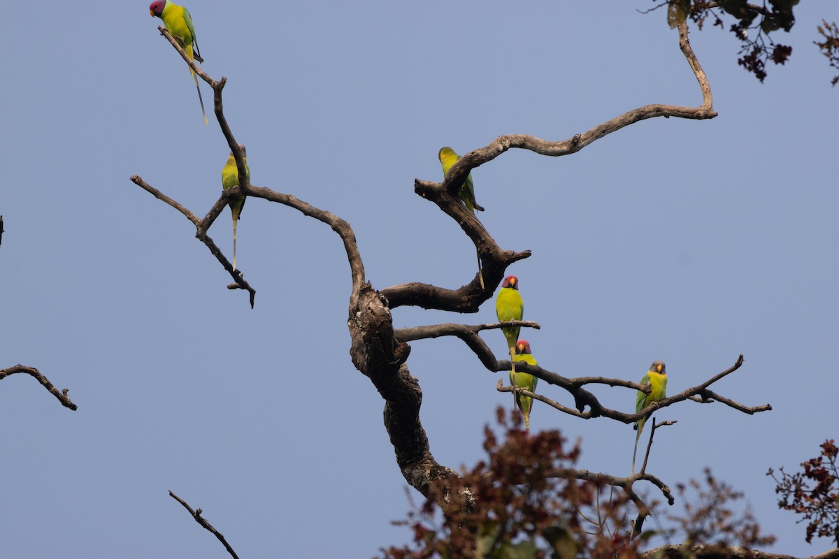 コセイインコ - ML646109500