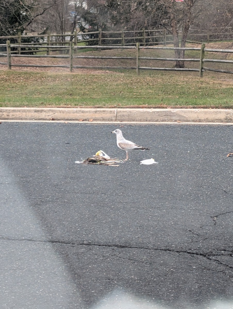 Ring-billed Gull - ML646109501