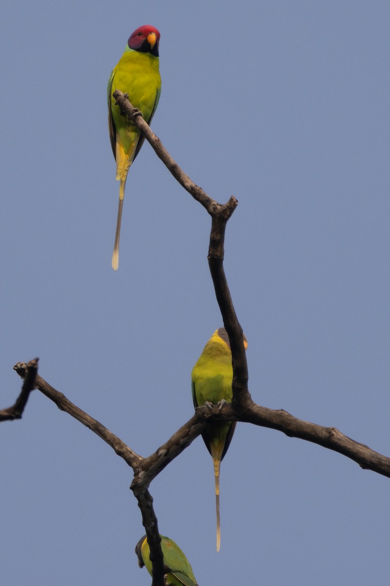 コセイインコ - ML646109503