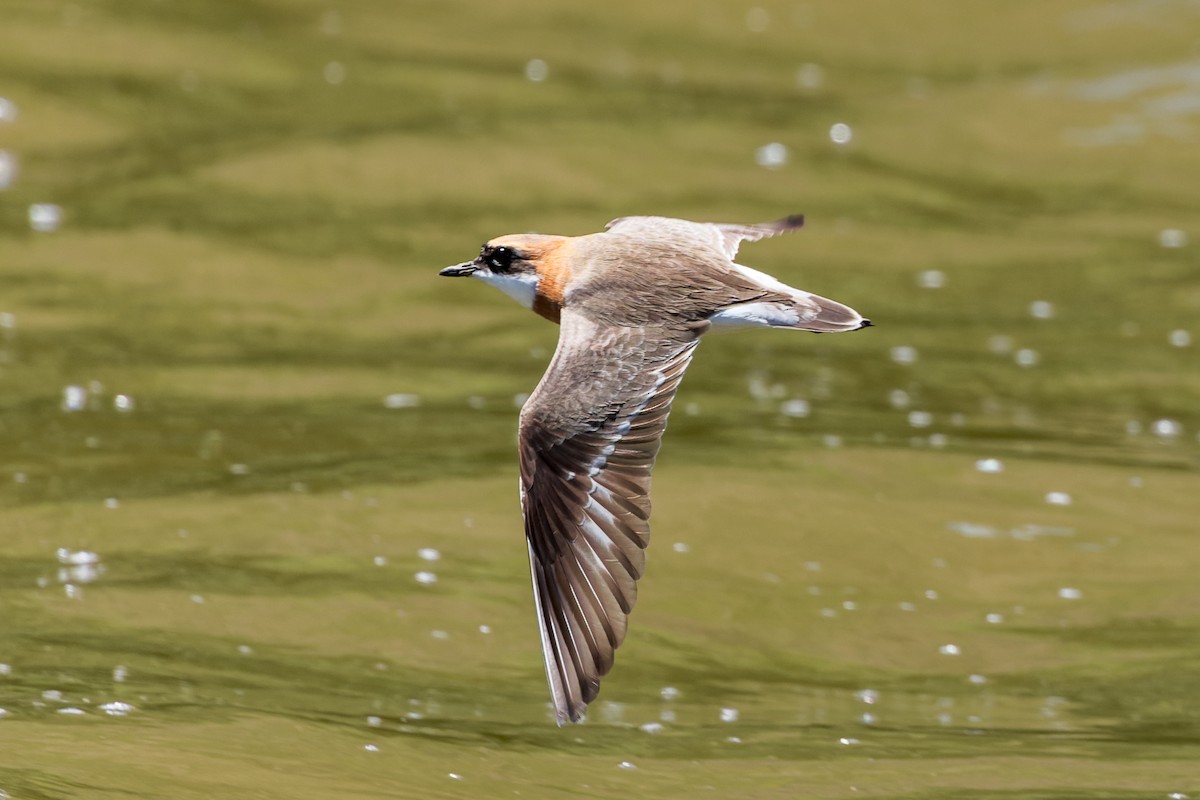 Tibet Cılıbıtı - ML646109507