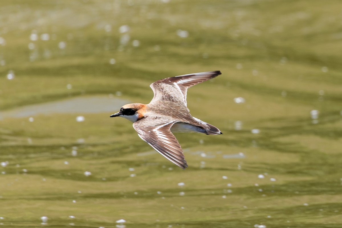 Tibet Cılıbıtı - ML646109508