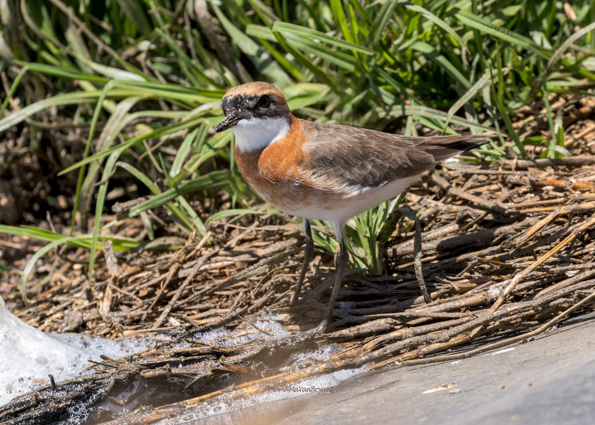 Tibet Cılıbıtı - ML646109509