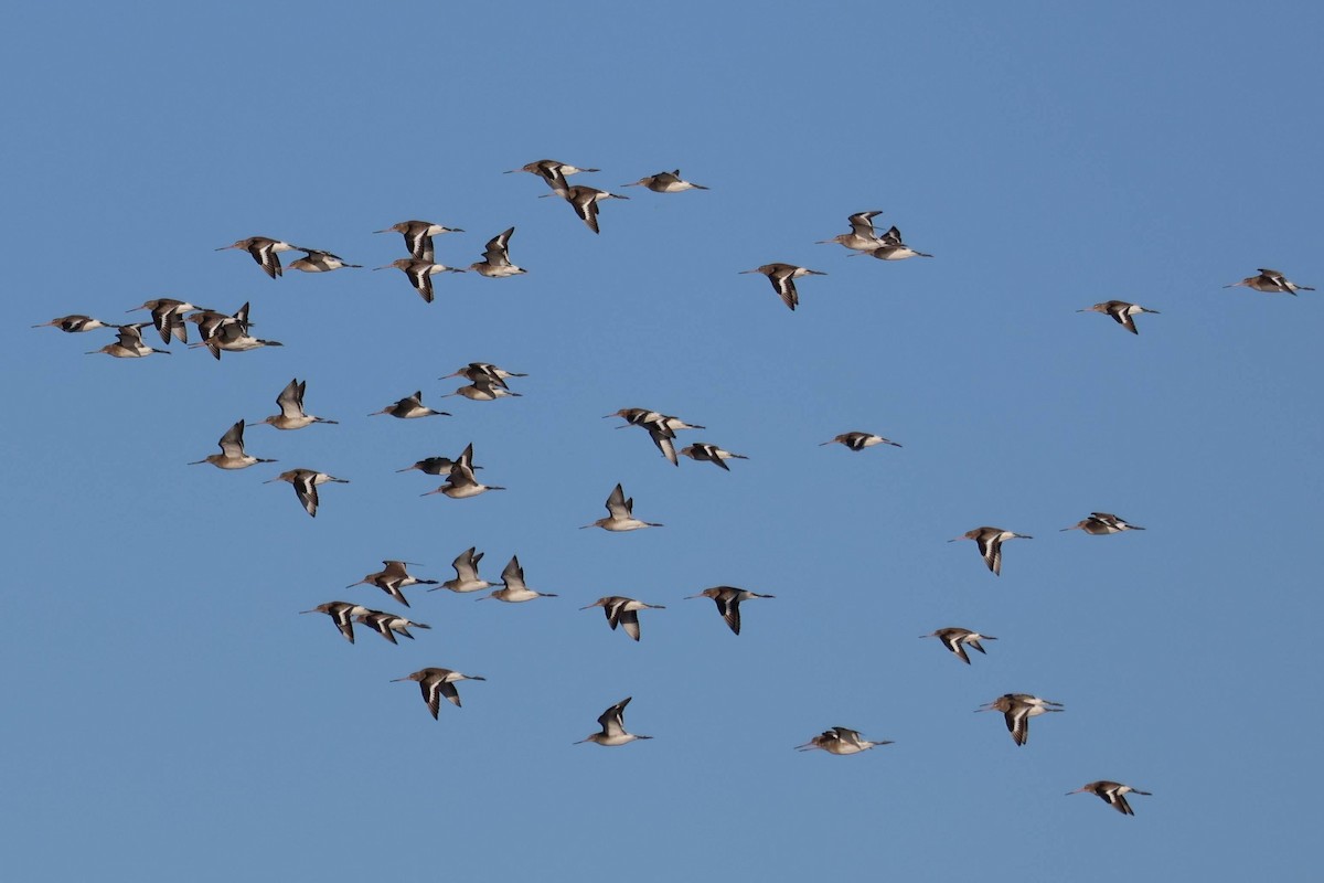 Black-tailed Godwit - ML646109510