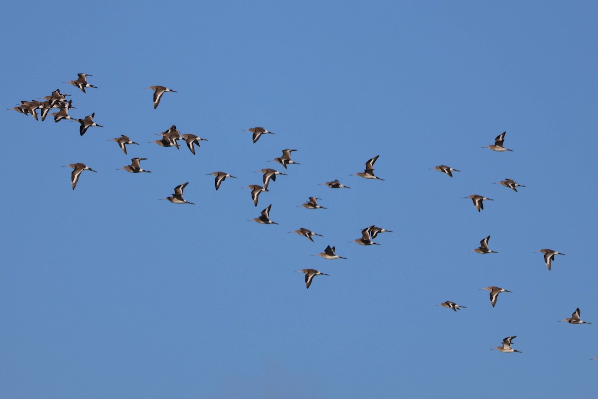 Black-tailed Godwit - ML646109511